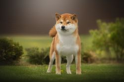 picture of dog