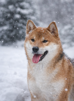 picture of dog