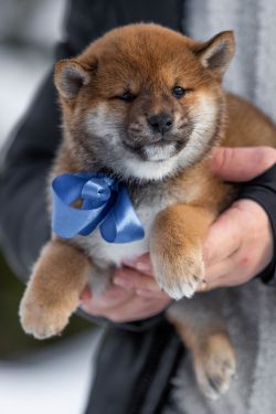 picture of dog
