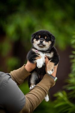 picture of dog