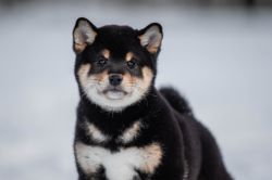 picture of dog