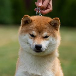 picture of dog