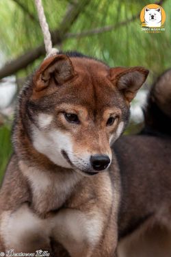 picture of dog
