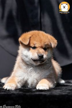 picture of dog