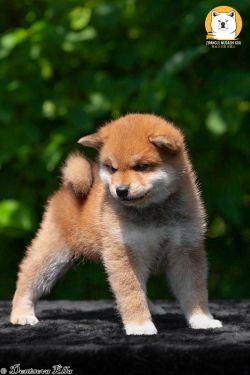 picture of dog