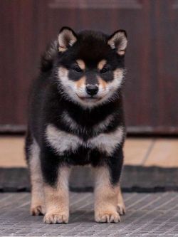 picture of dog