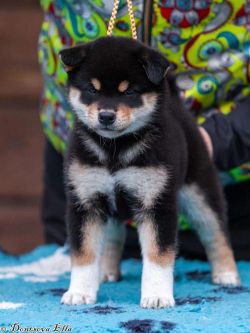 picture of dog