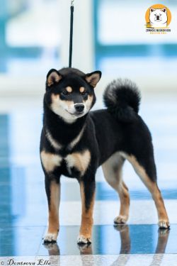 picture of dog