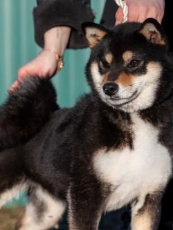 picture of dog