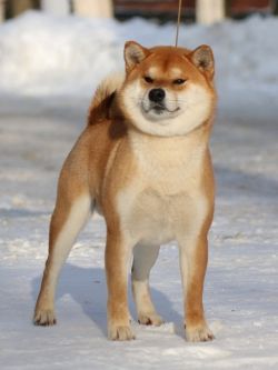 picture of dog