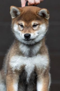 picture of dog