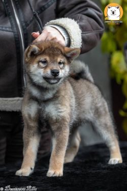 picture of dog