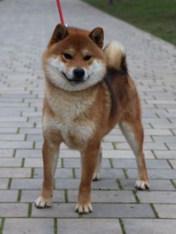 picture of dog
