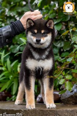 picture of dog