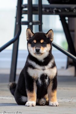 picture of dog