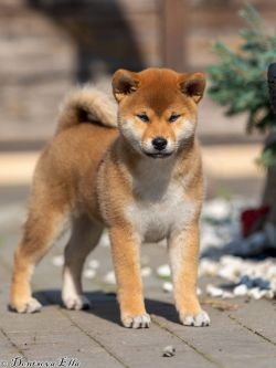 picture of dog