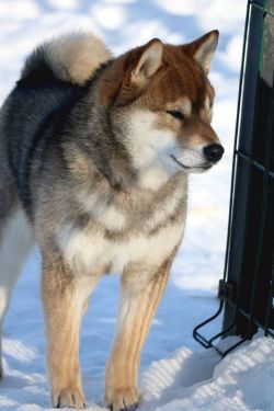 picture of dog