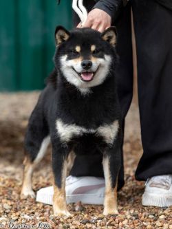 picture of dog