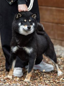 picture of dog