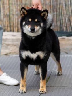 picture of dog