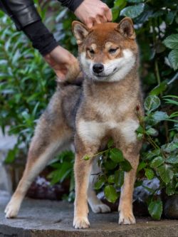 picture of dog