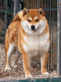 picture of dog