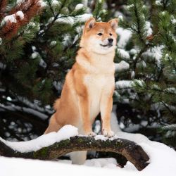 picture of dog