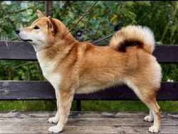 picture of dog