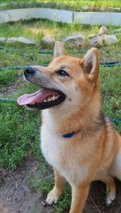 picture of dog