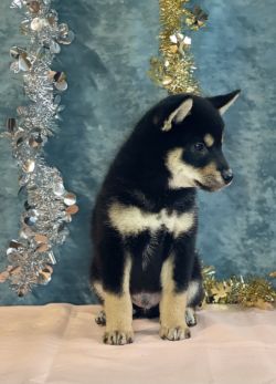 picture of dog