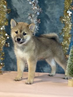 picture of dog