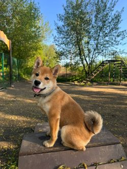 picture of dog