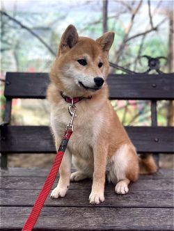 picture of dog