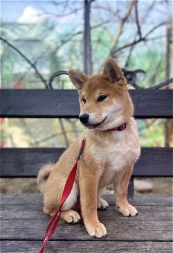 picture of dog