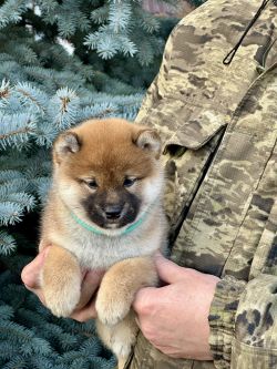 picture of dog