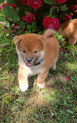 picture of dog