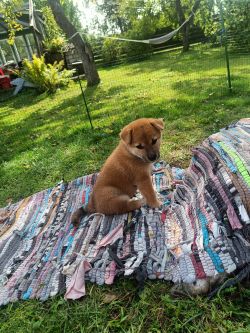 picture of dog