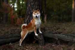 picture of dog