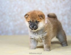 picture of dog