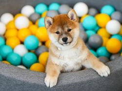picture of dog
