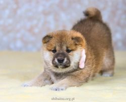 picture of dog