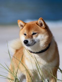picture of dog