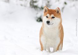 picture of dog