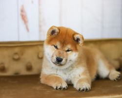 picture of dog