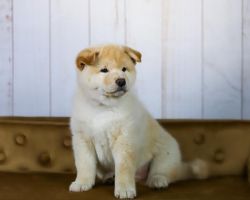 picture of dog