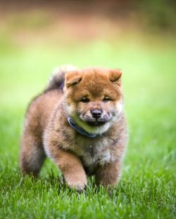 picture of dog