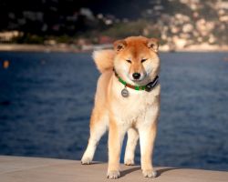 picture of dog