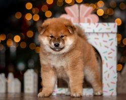 picture of dog