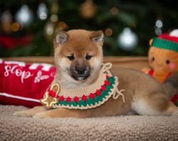 picture of dog