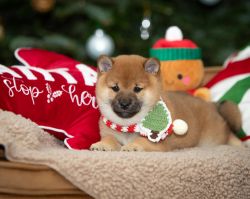 picture of dog